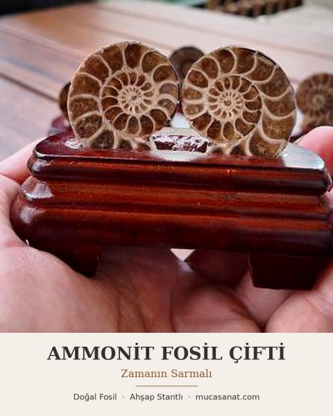 Ammonit Fosili İkili Set